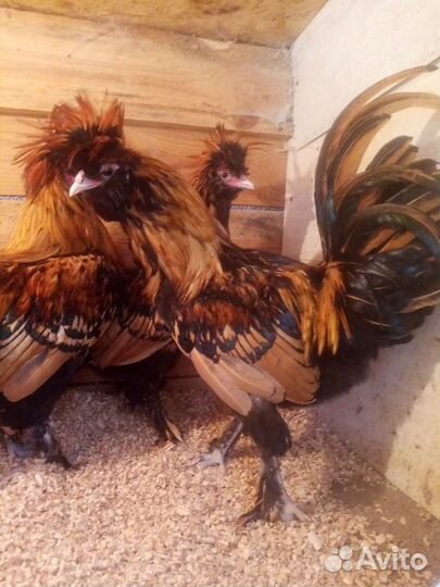 Цыплята Павловское золото и другий