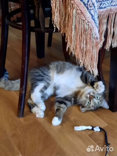 Европейская