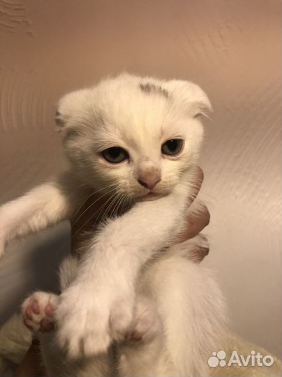 Милые котята ищут дом)