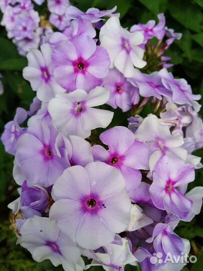 Цветы для дачи