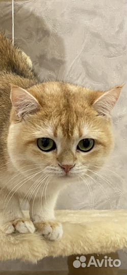 Шотландский золотой кот вязка