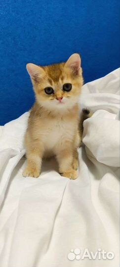 Котята золотая шиншилла
