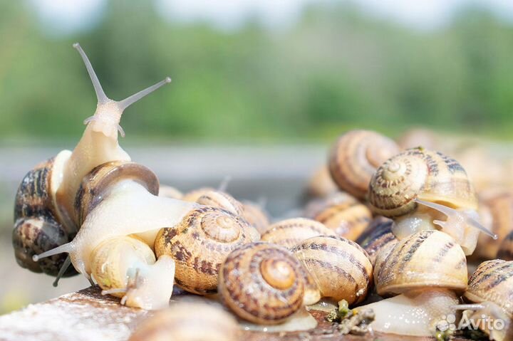 Улитки для еды