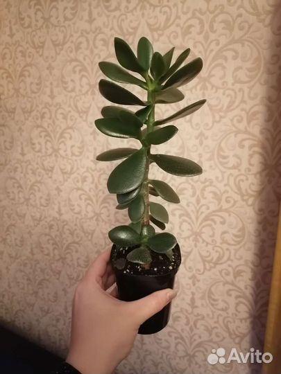 Денежное дерево (толстянка, крассула, суккулент)