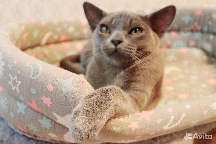 Бурманские котята питомник