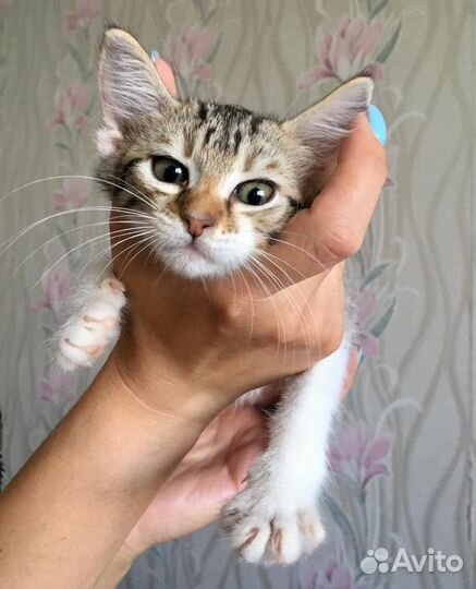 Котодети в добрые руки