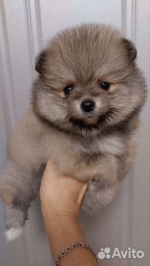 Померанский шпиц