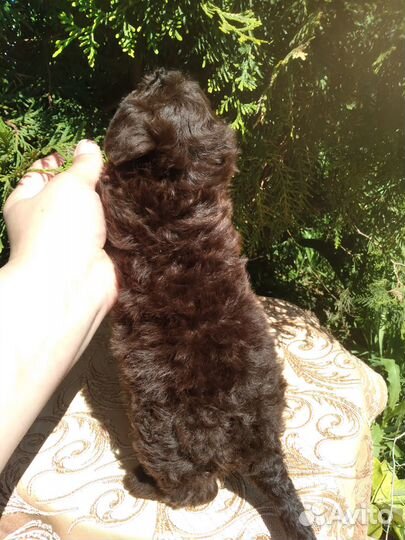 Мальтипу малыши мини