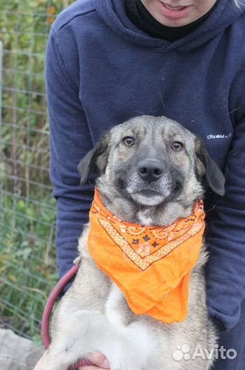 Собака в добрые руки отдам бесплатно