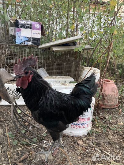 Продам петушка
