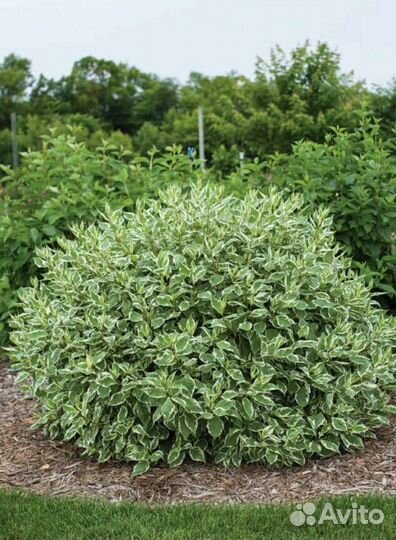 Дерен элегантиссима