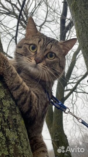 Кот для вязки бесплатно