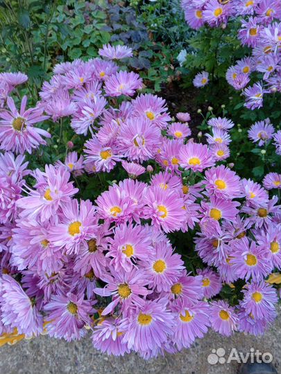 Хризантемы на срез