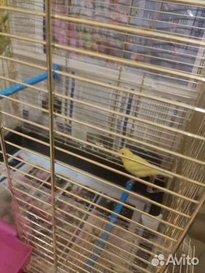 Канарейки овсяночного напева