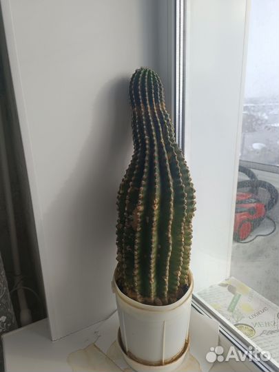 Большой кактус