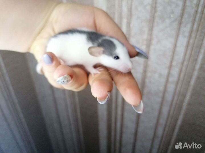 Крысята дамбо