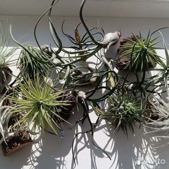Тилландсия Tillandsia