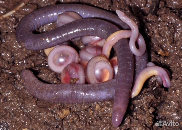 Выползок,гробак,дождевой червь