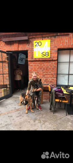 Кинолог, дрессировка собак