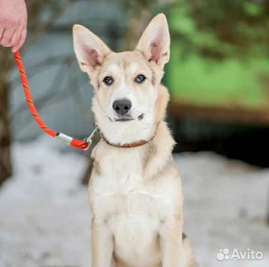 Мечтаете о умной собаке