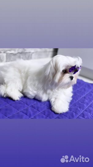 Мальтезе мальтийская болонка