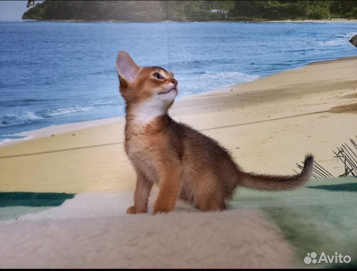 Абиссинские котята