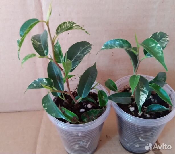 Фикусы сортовые пестролистные