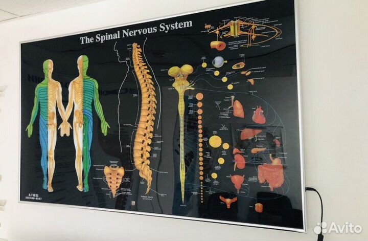 Электронное табло нервной системы позвоночника