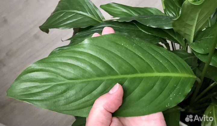 Спатифиллум в керамическом горшке