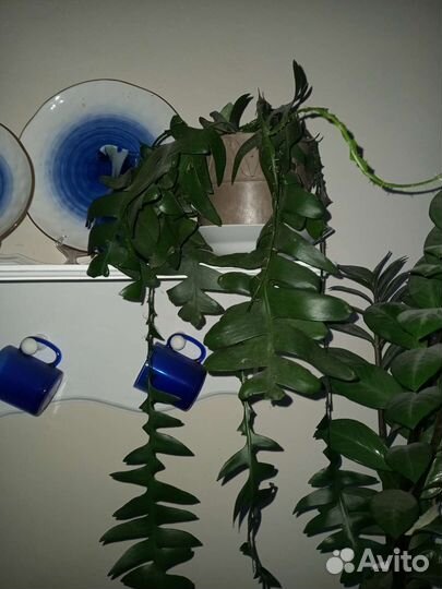 Растение Марниера