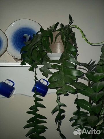 Растение Марниера