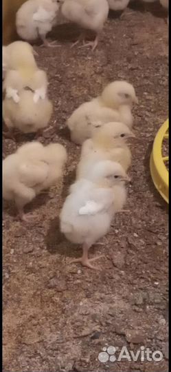 Цыплята бройлеры