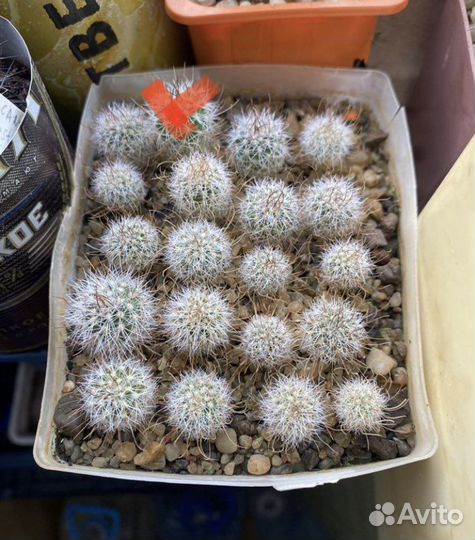 Кактус stenocactus lloydii