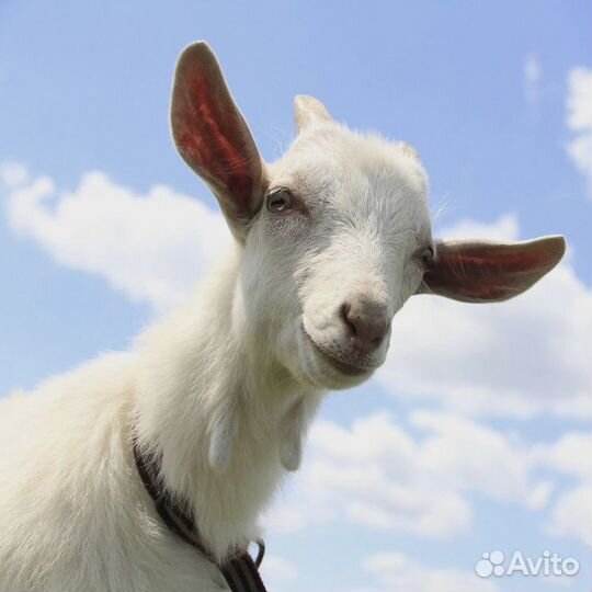 Молоко козье