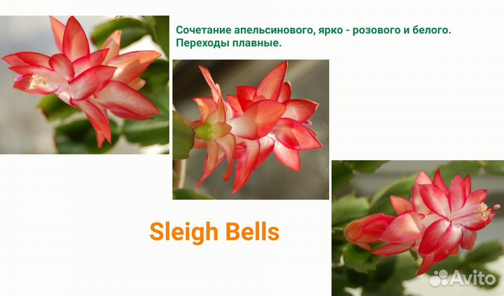 Шлюмбергера декабристы