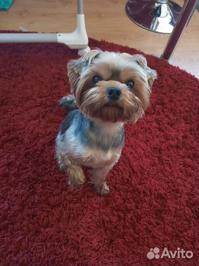 Йоркширский терьер на вязку