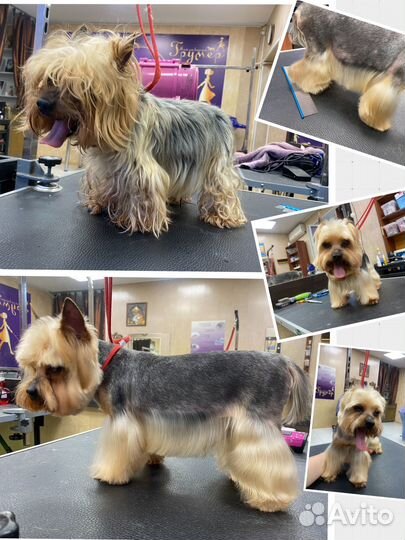 Груминг собак