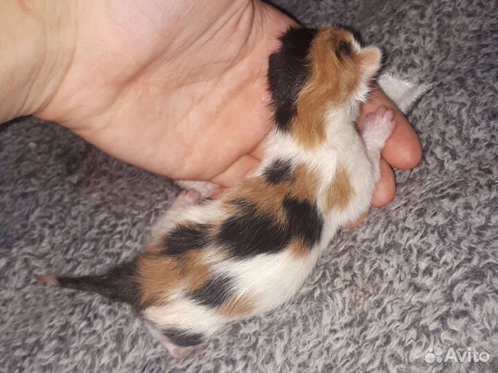 Кошка в дар,в добрые руки