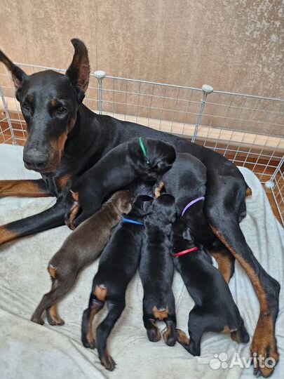 Щенок добермана