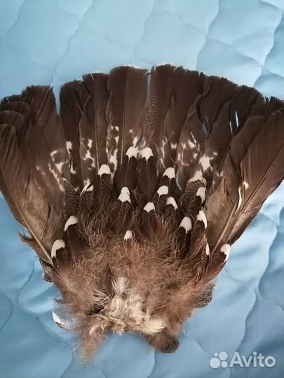 Веер перья