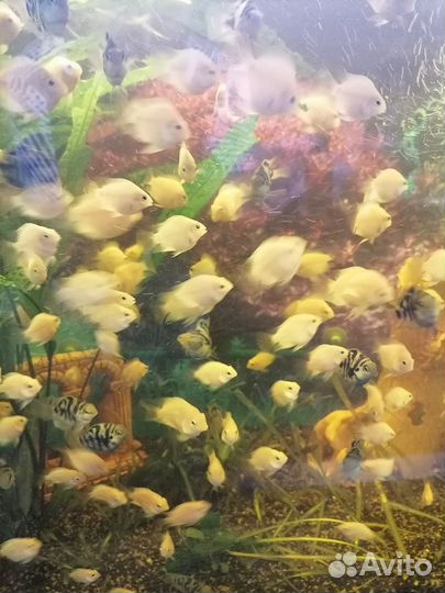 Платиновые попугаи