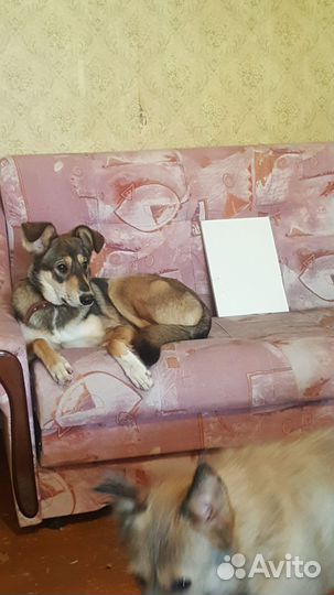 Cобака в дар