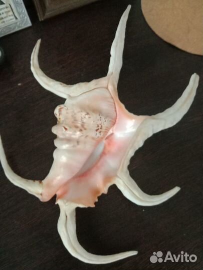 Ракушки,морские обитатели