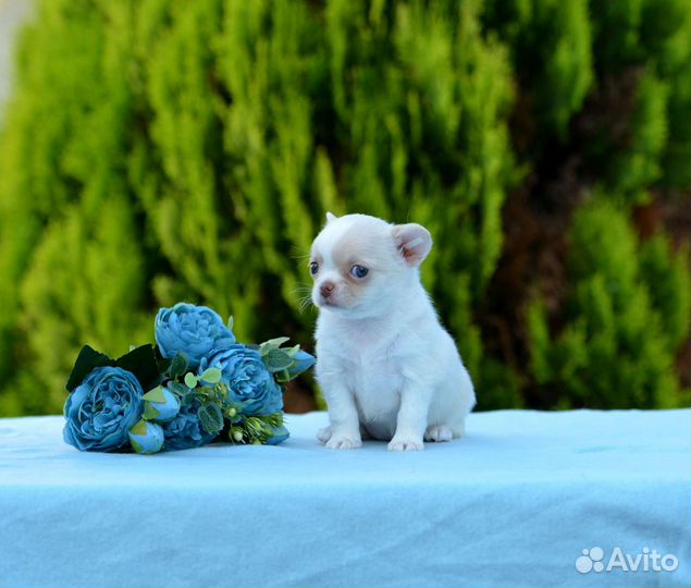 Чихуахуа Девочка бело кремовая