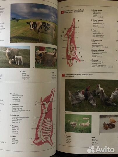 Большой иллюстрированный словарь иностранных слов