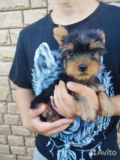 Йоркширский терьер мини щенки
