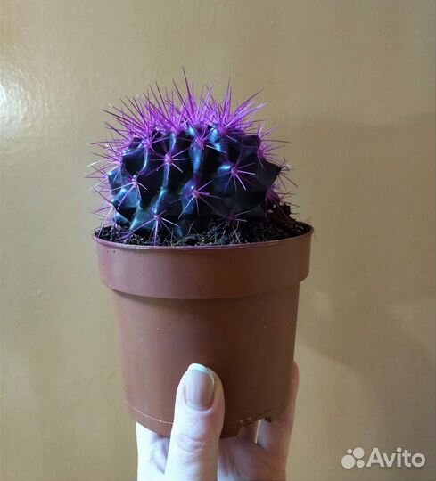 Эхинокактус grusonii