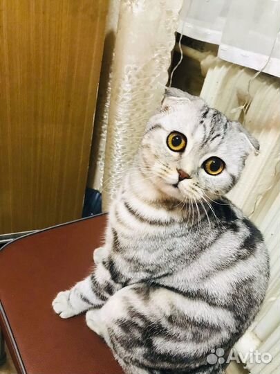 Вязка шотланской вислоухой кошки
