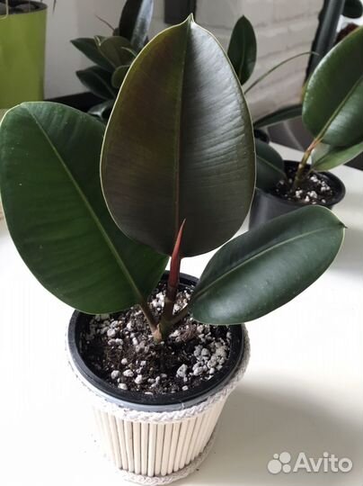 Фикус эластика Робуста