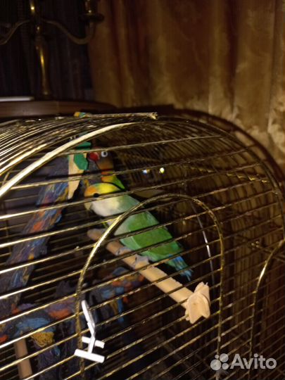 Попугаи неразлучники